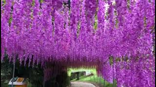 3 Head Artificial Wisteria Garland Hanging Flower for wedding and other functions