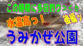 釣り動画ロマンを求めて 206釣目（後編：うみかぜ公園前護岸)