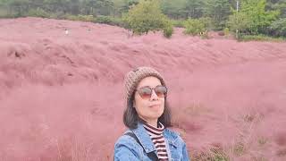 PINK MUHLY GRASS 핑크뮬리 AND FLOWERS ll AT GOCHANG 고창 SOUTH KOREA ll AUTUMN 2024 ll ShinAmy신이미