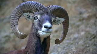 Unlocking the Secrets of Your Zodiac Aries!
