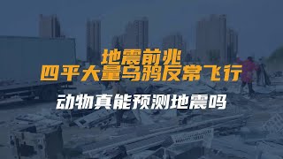 地震前兆？四平大量乌鸦反常飞行，动物真能预测地震吗？