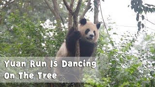 Yuan Run Is Dancing On The Tree | iPanda