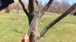 How To Prune Small Trees
