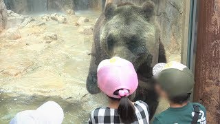 クマさんの迫力にビビる子供たち 王子動物園