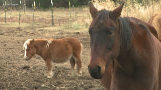 'Malnourished' horses seized from Chisago County farm