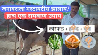 जनावराला मस्टायटीस झालाय? हाच एक रामबाण उपाय