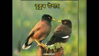 #wp short video' haliki puar rodali dekhile ' song by Mahalaxmi