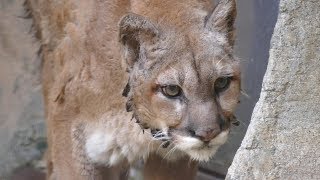 2018.12.1 Puma　ピューマ　Ｅｌｉｚａｂｅｔｈ（female 17 years old）　☆ 1年8ヵ月振りに帰って来ました ☆　（日本平動物園）