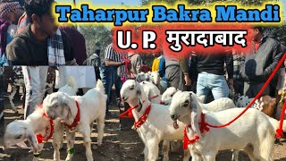 Taharpur Bakra Mandi | aj ka bazar | barbare aur Hansa bakre 11/2/2025