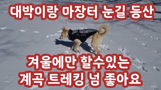 미시령 마장터 눈길 등산 했어요 #등산#마장터#진돗개