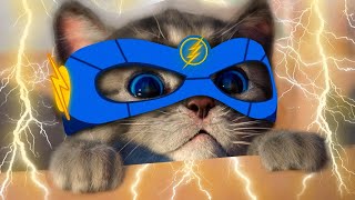 Little Kitten Adventure - My Favorite Cat Play with cute little kitten Educational game for kids