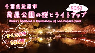 千葉県茂原市 茂原公園  桜とライトアップ2024/Cherry Blossoms \u0026 illumination of the Mobara Park2024