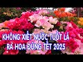 Không xiết nước tuốt lá để cây hoa giấy ra hoa đúng tết