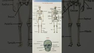 Anatomy of Human body 💯🎯 #neet #medical #anatomy #human #biology #shorts