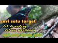 mikat burung kolibri ninja,yang datang sekampung jenis kolibri lain di saat musim bunga jambu hutan