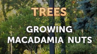 Growing Macadamia Nuts