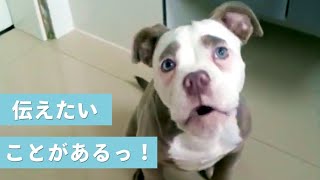 「アウゥ〜ン！」何かを伝えたい“まゆ毛”ワンコ♡