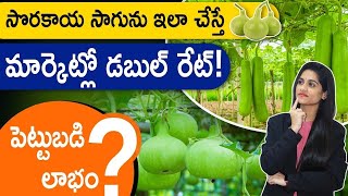 సొరకాయ సాగు- Bottle Gourd Farming In Telugu |Bottle Gourd Cultivation Telugu| అధిక దిగుబడి |మెళకువలు