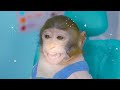 kiki monkey brush teeth for brother with full of m u0026m candy as good doctor kudo animal kiki