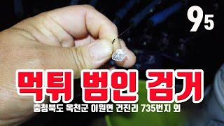 [옥천군 금강] 금강 허리급붕어 체포  #월척#강붕어#금강#붕어낚시#여행#캠핑낚시#옥천군#4짜붕어#캠핑