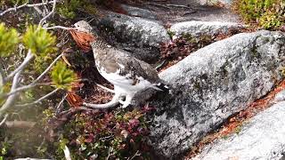 4K　前常念岳の雌雷鳥