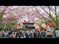 4k shanghai disneyland cherry blossom u0026parade spring walk tour 樱花盛开的上海迪士尼乐园 u0026春日花车巡游2021