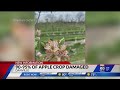 90% of apple crop damaged in late frost