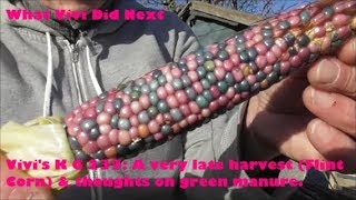 Vivi's Kitchen Garden 233: A very late harvest (Flint Corn) \u0026 thoughts on green manure.