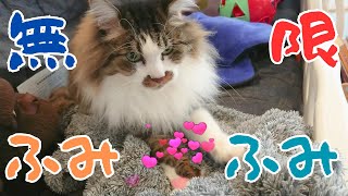 無限にふみふみし続ける三毛猫