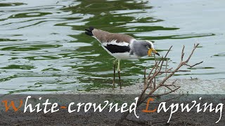 White-crowned Lapwing (Vanellus albiceps) Bird Call Video At Sunset Dam | Stories Of The Kruger