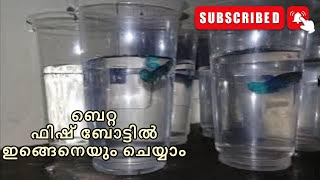 ബെറ്റാ ഫിഷ് betta fish bottiling #mallushappy