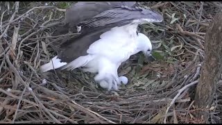 Sydney White-Bellied Sea Eagles - Lady, Dad And Their Two Eggs. 19-23 Jun 2021