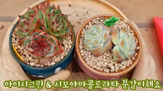 각이 나오기 시작했다~키우던 묵둥이 아이시그린 \u0026 금발이 여기저기 기분이 좋다! 시모야마콜로라 분갈이해요