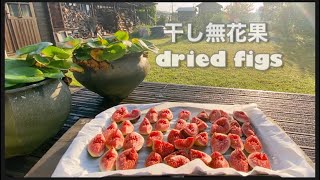 【干しいちじくの作り方】自宅でも作れますよ、How to make dried figs