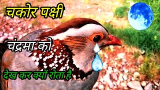 चकोर पक्षी चांद को देखकर क्यों रोता है||Information about Chukar birds| Partridge bird | chakor