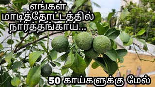 Tips to grow Citron tree in Terrace/ Fertilizers/ மாடித்தோட்டத்தில் நார்த்தங்காய் வளர்ப்பு