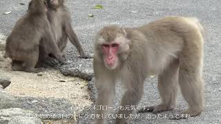 【高崎山自然動物園】高崎山のサルたちは元気です！②