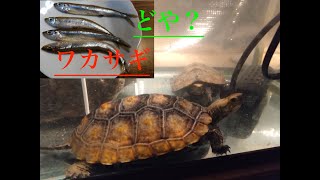 ワカサギを食べる亀の注意点#ニホンイシガメ #亀飼育 #turtle #turtlewatching