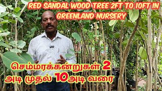 செம்மரக்கன்றுகள் 2அடி முதல் 10அடி வரை | red sandal wood tree in greenland nursery