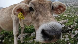 Rückblick Tannheimertal 2022 mit den Highlights einer Urlaubswoche am Haldensee