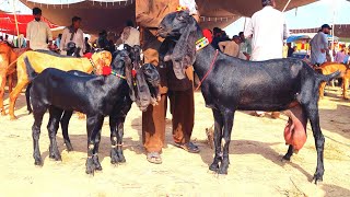 Pure Amritsari Beetal Goats With Kids 12 August 2024 #bakrifarming #dodhwalibakriyan