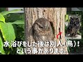 【掛川花鳥園公式】スピックスコノハズク「すず丸」の大変身！？