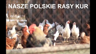 Odcinek 1016 NASZE POLSKIE RASY DROBIU, DLACZEGO JEST ICH  MAŁO W SPRZEDAŻY I NIE SĄ TAK POPULARNE?