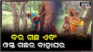 ବର ଗଛ ଏବଂ ଓସ୍ତ ଗଛର ନିଆରା ବିବାହ ଉତ୍ସବ ଅନୁଷ୍ଠିତ