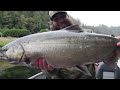 the best chinook salmon trip of the year insane bobber downs