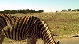 zebra.AVI