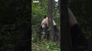 适应生日丰容后香香在雨中很活跃，这几个丝滑仰卧起坐，可以看出腰腹核心力超强 #giantpanda #ジャイアントパンダ #大熊猫#シャンシャン