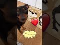 犬がりんごをキャッチして食べる音🍎asmr shorts dog asmr cute