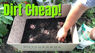 Is This the Cheapest Way to Grow Potatoes? | Store Bought Potatoes Grown in a Cardboard Box