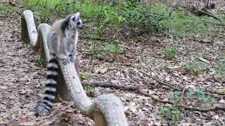 かわいい動物図鑑 ワオキツネザル Ring tailed Lemur